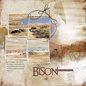 2015Sep9 bison roam