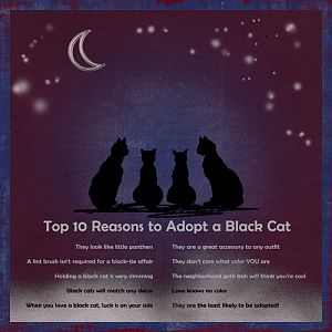 Collab Challenge_10-15_DarkOutThere_Adopt a Black Cat
