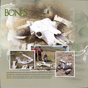 2015Sep9 bison bones