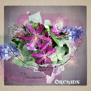 Fascination of Orchids