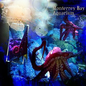2015 Monterrey Bay Aquarium