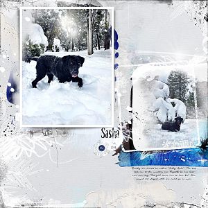 Sasha Snow Dog