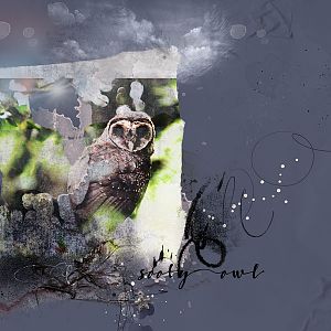AnnaLIFT 1.30.16 - 2.5.16 - Sooty Owl