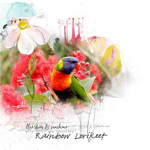 AnnaLift 2/27/16 - 3/4/16 Rainbow Lorikeet