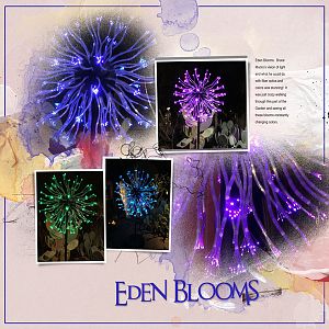2016Jan16 Eden blooms l