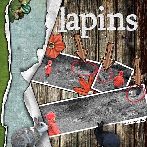 Lapins (rabbits)