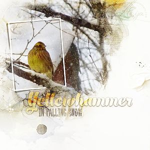 Yellowhammer - AnnaColor