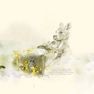 kangaroo-paw-by-mum2gnt