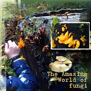 2015 The Amazing World of Fungii Anna color challenge