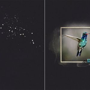 AnnaLIFT 4.16.16 - HB [hummingbird]