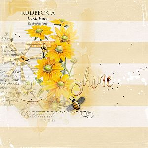 Rudbeckia