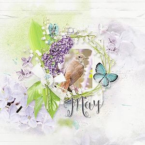 May in focus - nightingale
