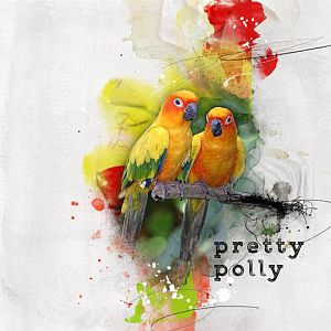 Pretty Polly/chall 6