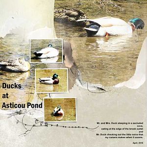 Mr_-and-Mrs-Duck-at-Asticou-Pond_LO-VS-2