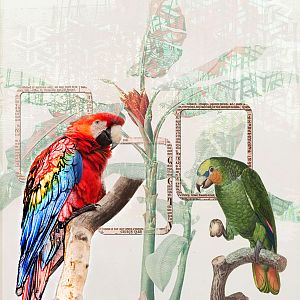 NBK Divider Challenge: Oriental Parrots