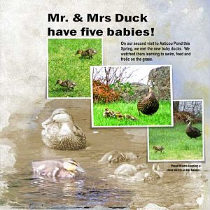 Baby Ducks at Asticou Pond