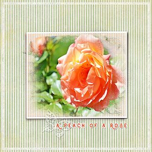 A Peach of a Rose