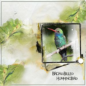 2016Apr30 broad-billed hummingbird