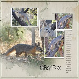 2016May4 grey fox