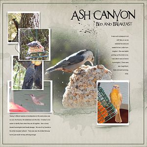 2016May4 Ash canyon birds