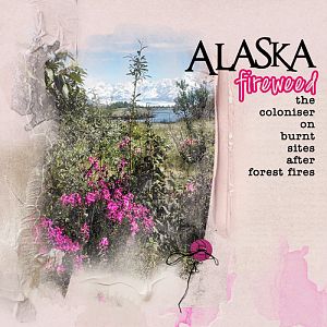 Anna Color Lift_06-10-16_Alaska Fireweed