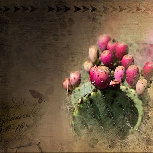 Prickly Pear/ Anna Color Chall