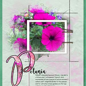 NBK Design Challenge: Showcase Fancy Alphas_Petunia