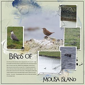 2016Jun23 birds on Mousa Island