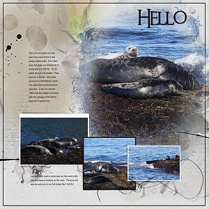 2016Jun27 grey seal pup