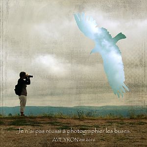 photograph buzzards