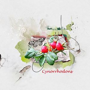 Cynorrhodons