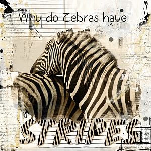 Animal Print challenge-Why do Zebras have stripes?