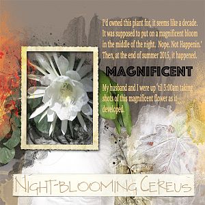 Night-blooming Cereus