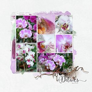Orchid Details
