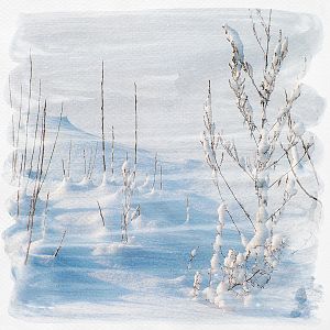 Snowy Field