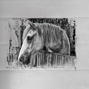 B/W Challenge: Old Gray Mare