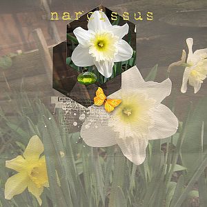 Speed scrap Challenge - Narcissus
