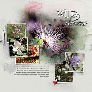2017Mar10 wild flowers
