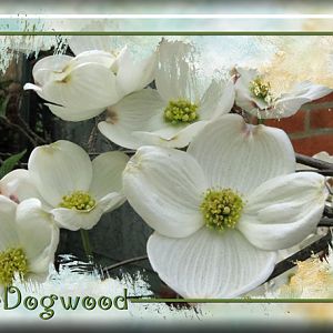 ATC 2017-67 Dogwood