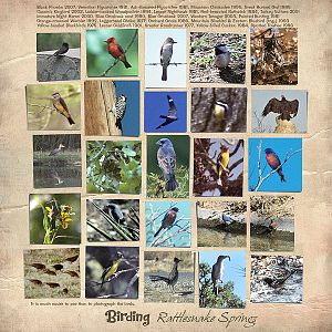 Eddy County: Rattlesnake Springs Birds