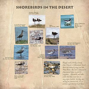 Eddy County, Shorebirds