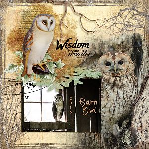 Wise Barn Owl