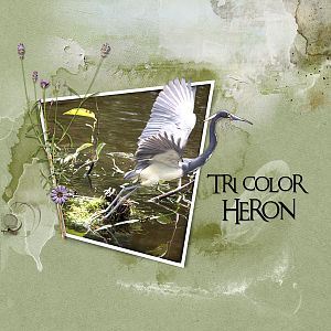 2017Apr24 tricolor heron