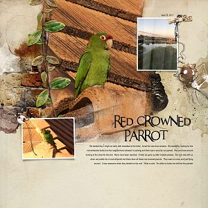 2017Apr25 parrot