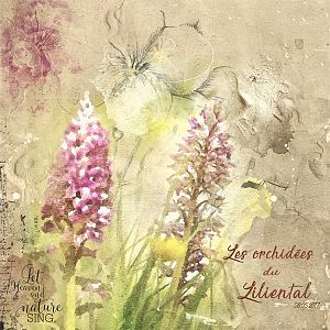 Les orchidees du Liliental