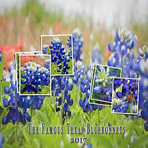 The Famous Texas Bluebonnets