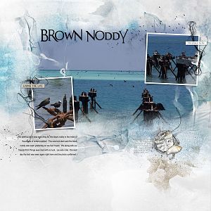 2017Apr26 brown noddy