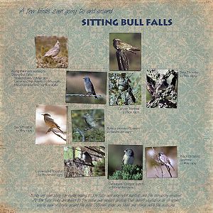 Sitting Bull Falls Birds