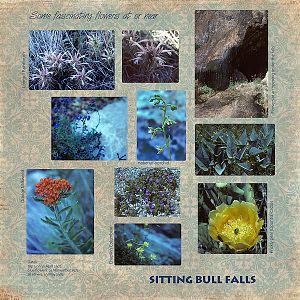 Sitting Bull Falls Flowers