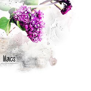 Lilacs...
